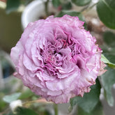 Ilias Rose